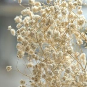 produto-sempreviva_1